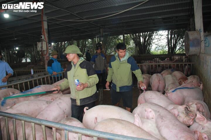 Giá heo hơi ngày Tết đắt đỏ, thương lái tranh mua suốt đêm - Ảnh 7