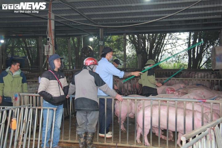 Giá heo hơi ngày Tết đắt đỏ, thương lái tranh mua suốt đêm - Ảnh 3