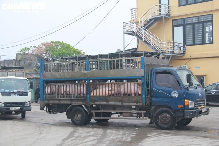 Giá heo hơi ngày Tết đắt đỏ, thương lái tranh mua suốt đêm - Ảnh 8