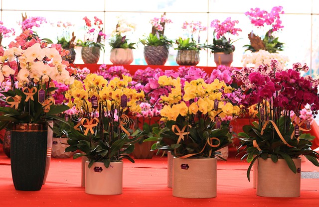 Cận cảnh chậu lan được rao bán gần 4 tỷ đồng dịp gần Tết ở Hà Nội - Ảnh 2