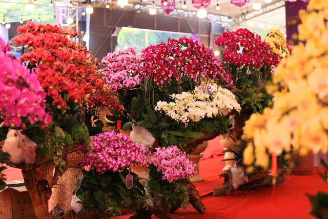 Cận cảnh chậu lan được rao bán gần 4 tỷ đồng dịp gần Tết ở Hà Nội - Ảnh 3