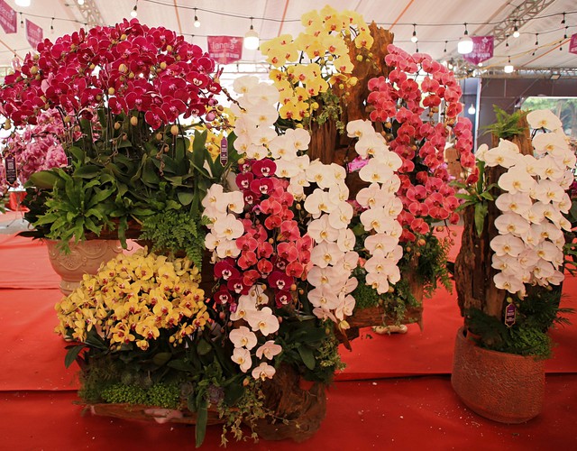 Cận cảnh chậu lan được rao bán gần 4 tỷ đồng dịp gần Tết ở Hà Nội - Ảnh 11