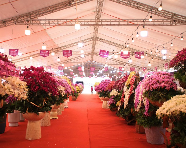 Cận cảnh chậu lan được rao bán gần 4 tỷ đồng dịp gần Tết ở Hà Nội - Ảnh 1