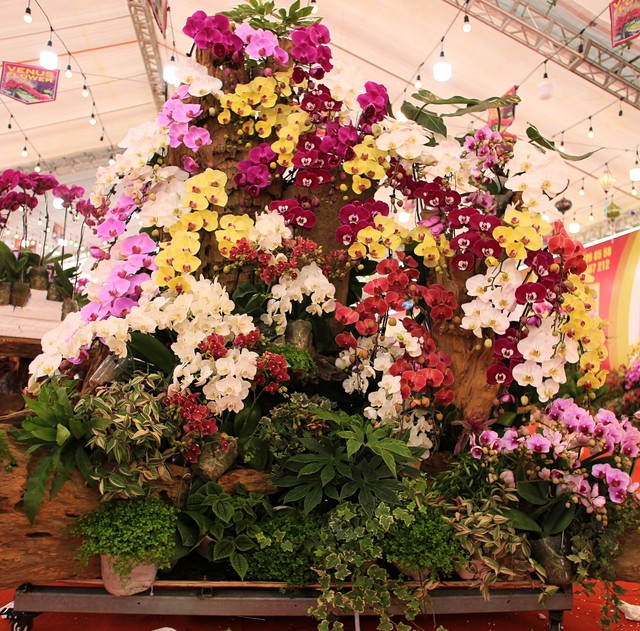 Cận cảnh chậu lan được rao bán gần 4 tỷ đồng dịp gần Tết ở Hà Nội - Ảnh 8