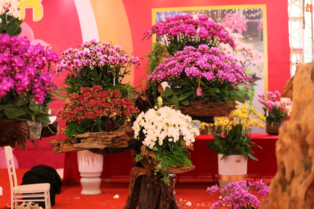 Cận cảnh chậu lan được rao bán gần 4 tỷ đồng dịp gần Tết ở Hà Nội - Ảnh 12