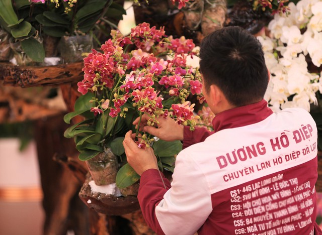 Cận cảnh chậu lan được rao bán gần 4 tỷ đồng dịp gần Tết ở Hà Nội - Ảnh 6