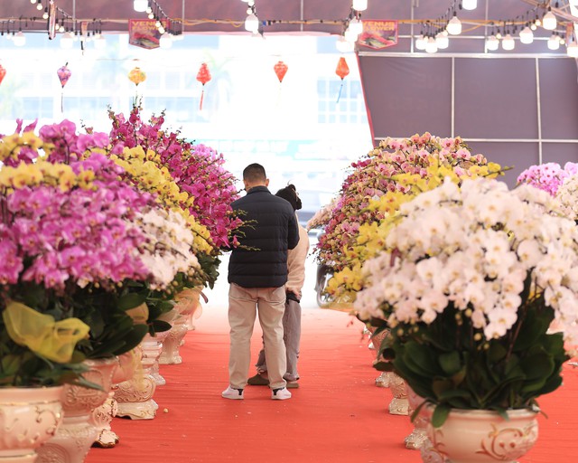 Cận cảnh chậu lan được rao bán gần 4 tỷ đồng dịp gần Tết ở Hà Nội - Ảnh 5