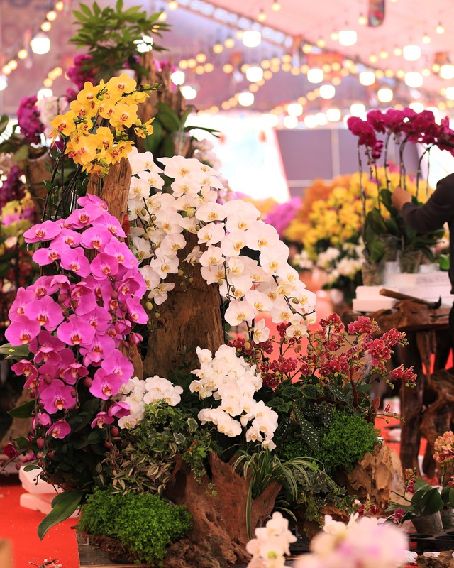 Cận cảnh chậu lan được rao bán gần 4 tỷ đồng dịp gần Tết ở Hà Nội - Ảnh 7