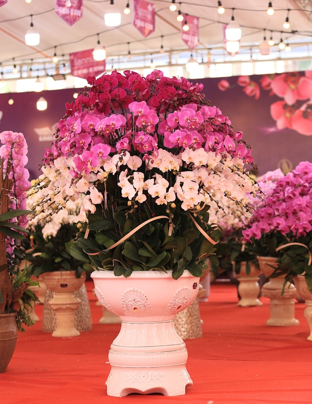 Cận cảnh chậu lan được rao bán gần 4 tỷ đồng dịp gần Tết ở Hà Nội - Ảnh 9