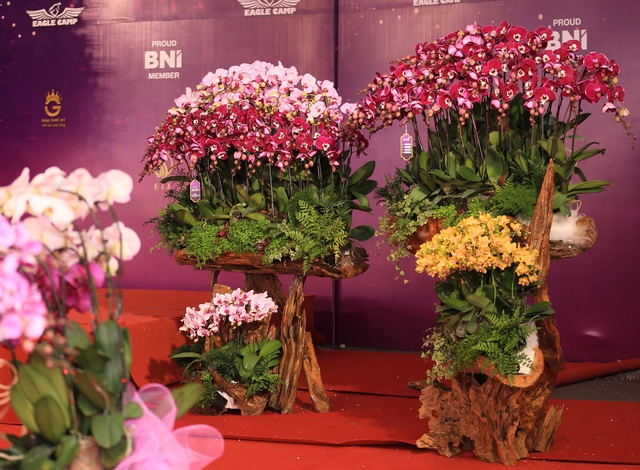 Cận cảnh chậu lan được rao bán gần 4 tỷ đồng dịp gần Tết ở Hà Nội - Ảnh 10