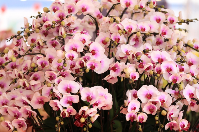 Cận cảnh chậu lan được rao bán gần 4 tỷ đồng dịp gần Tết ở Hà Nội - Ảnh 13