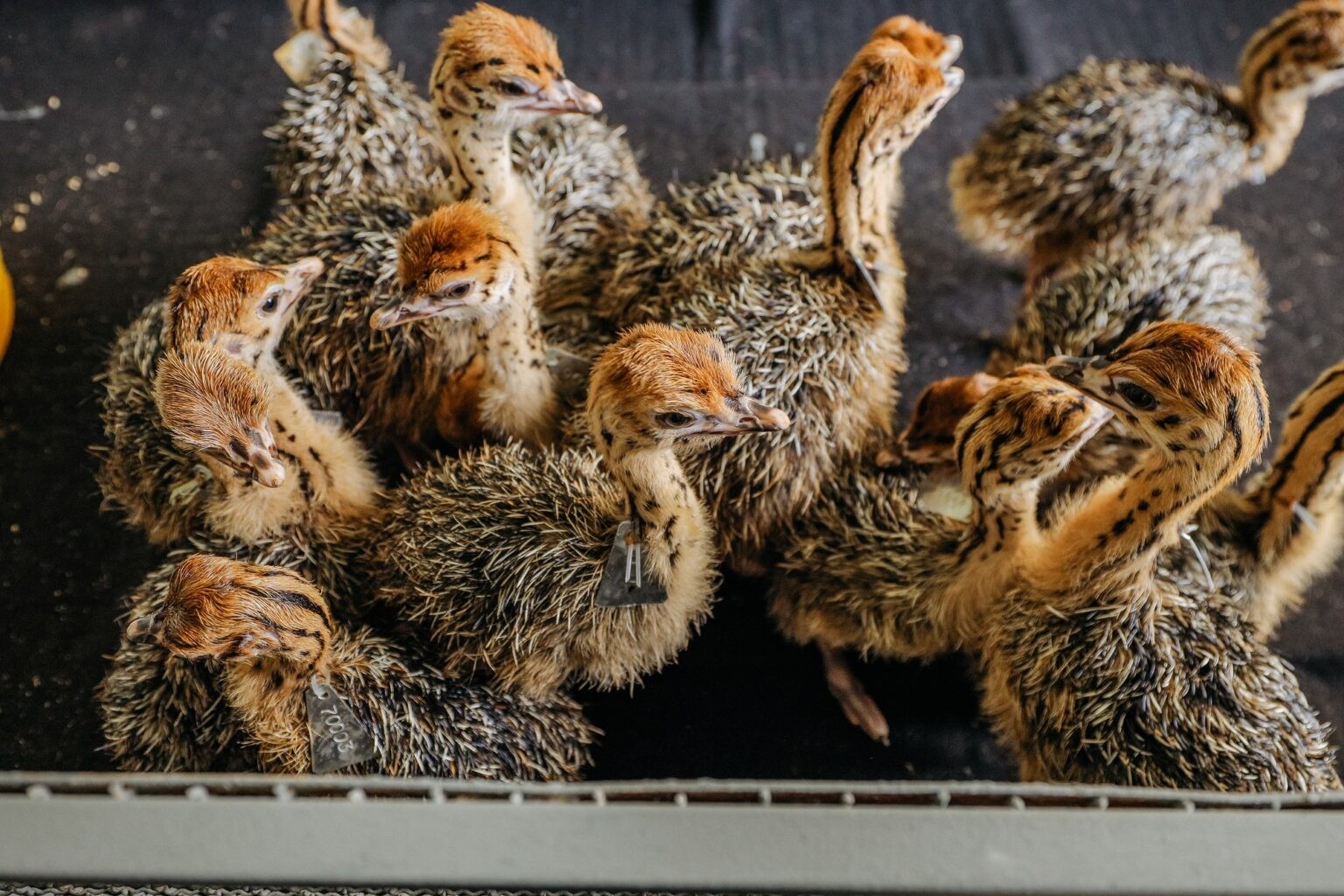 ‘Đột nhập’ trang trại đà điểu lớn nhất Việt Nam - Ảnh 6