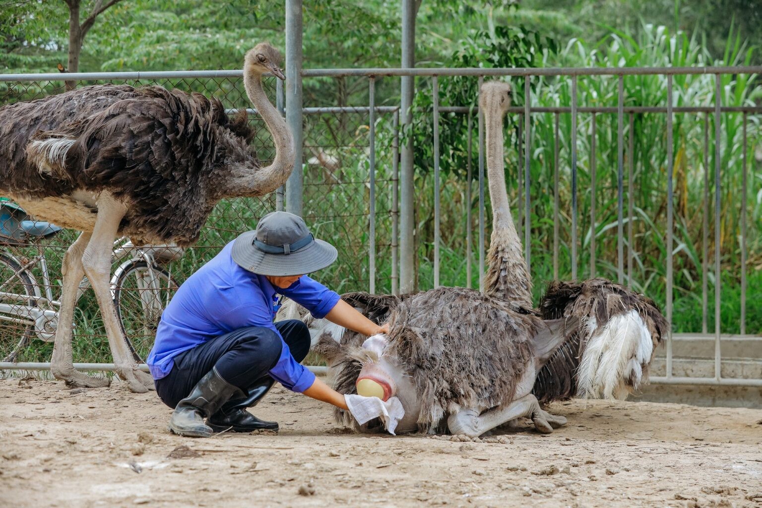 ‘Đột nhập’ trang trại đà điểu lớn nhất Việt Nam - Ảnh 3
