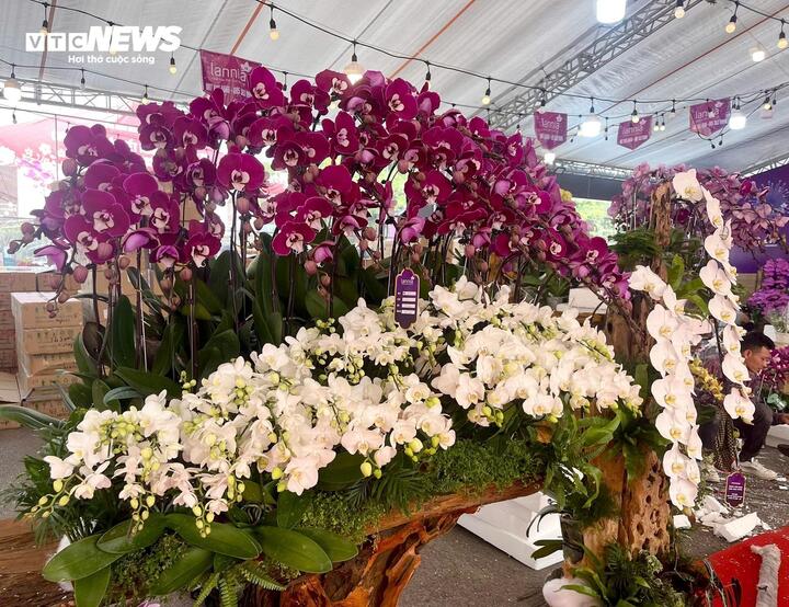 Hoa lan xuống phố, khách chi hàng chục triệu đồng mua về chơi Tết - Ảnh 3