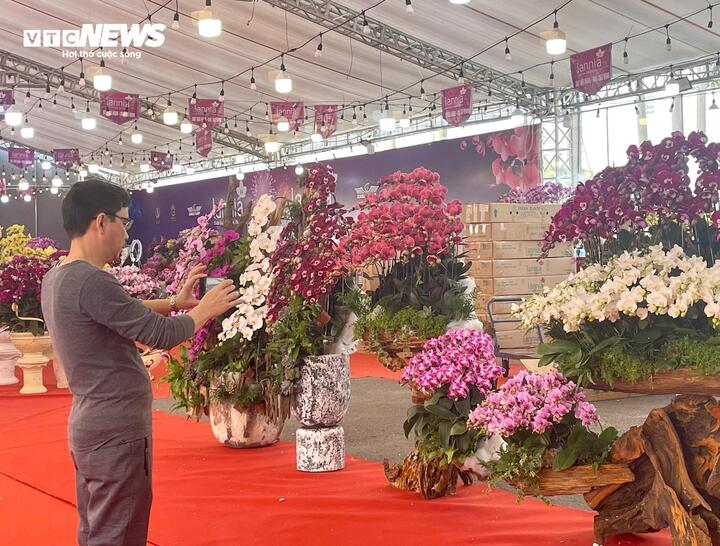 Hoa lan xuống phố, khách chi hàng chục triệu đồng mua về chơi Tết - Ảnh 10