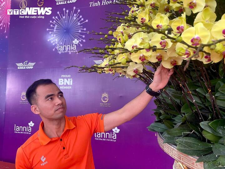 Hoa lan xuống phố, khách chi hàng chục triệu đồng mua về chơi Tết - Ảnh 12