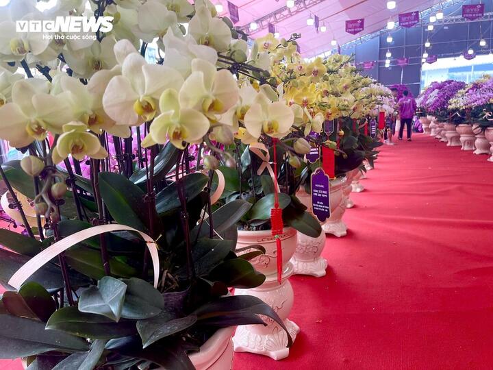 Hoa lan xuống phố, khách chi hàng chục triệu đồng mua về chơi Tết - Ảnh 9