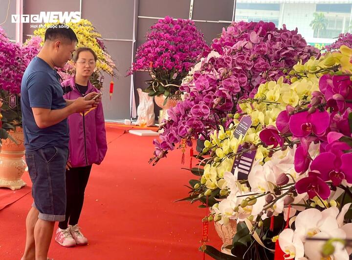 Hoa lan xuống phố, khách chi hàng chục triệu đồng mua về chơi Tết - Ảnh 11