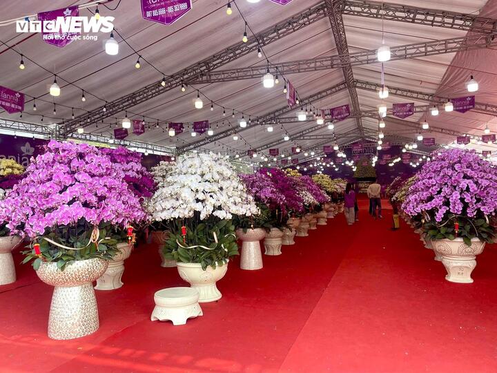Hoa lan xuống phố, khách chi hàng chục triệu đồng mua về chơi Tết - Ảnh 1