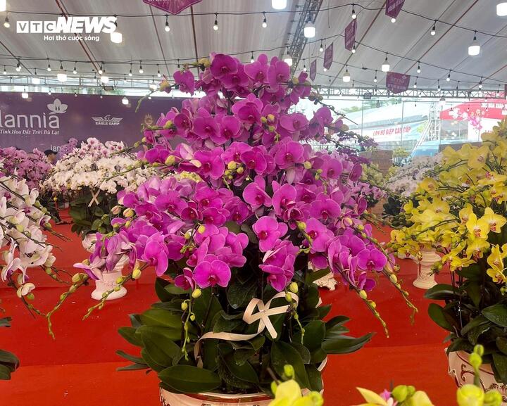 Hoa lan xuống phố, khách chi hàng chục triệu đồng mua về chơi Tết - Ảnh 8
