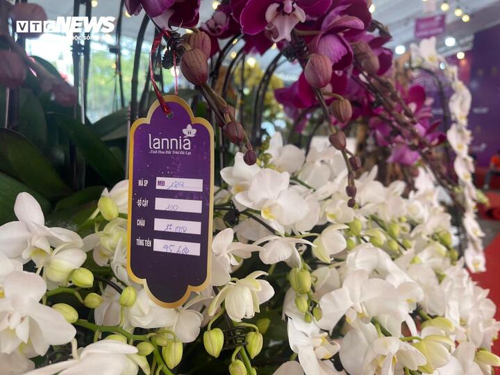 Hoa lan xuống phố, khách chi hàng chục triệu đồng mua về chơi Tết - Ảnh 4