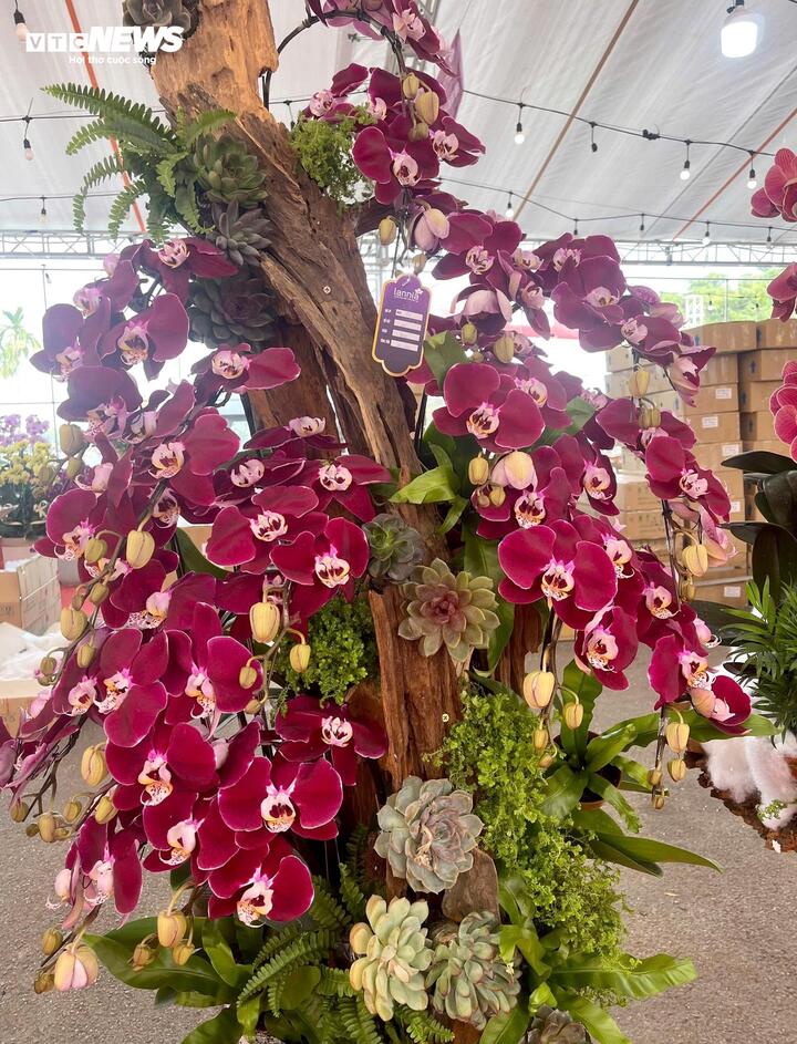 Hoa lan xuống phố, khách chi hàng chục triệu đồng mua về chơi Tết - Ảnh 5