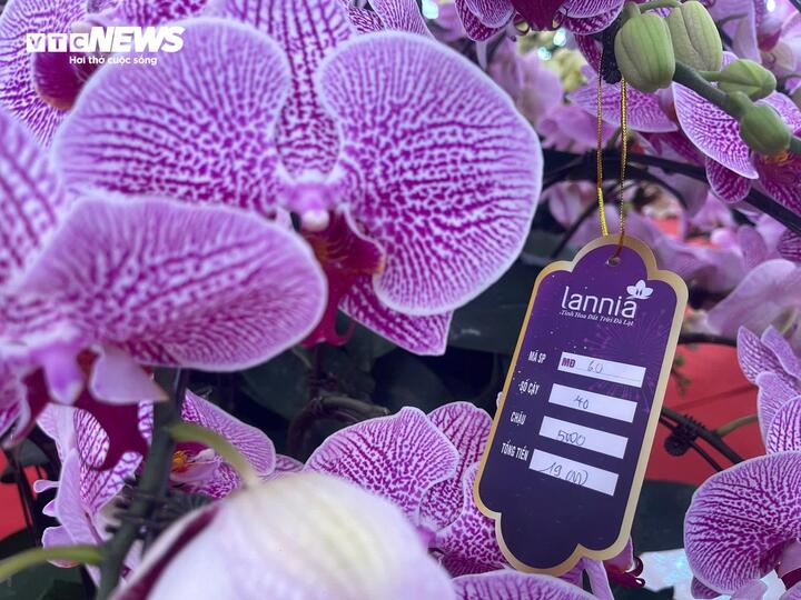Hoa lan xuống phố, khách chi hàng chục triệu đồng mua về chơi Tết - Ảnh 7