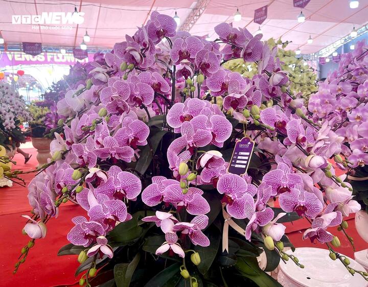 Hoa lan xuống phố, khách chi hàng chục triệu đồng mua về chơi Tết - Ảnh 6