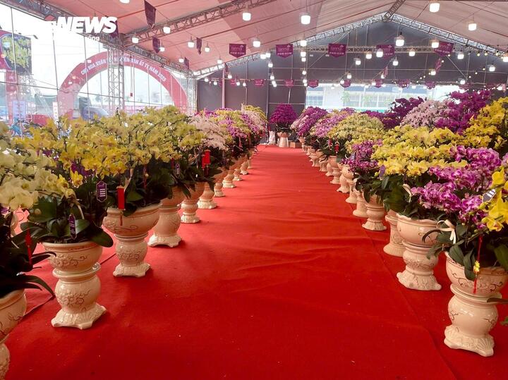 Hoa lan xuống phố, khách chi hàng chục triệu đồng mua về chơi Tết - Ảnh 2