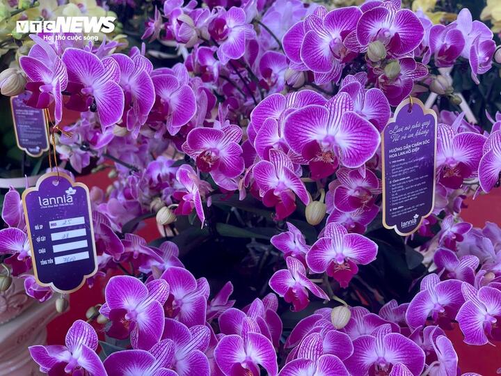 Hoa lan xuống phố, khách chi hàng chục triệu đồng mua về chơi Tết - Ảnh 13
