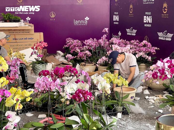 Hoa lan xuống phố, khách chi hàng chục triệu đồng mua về chơi Tết - Ảnh 14