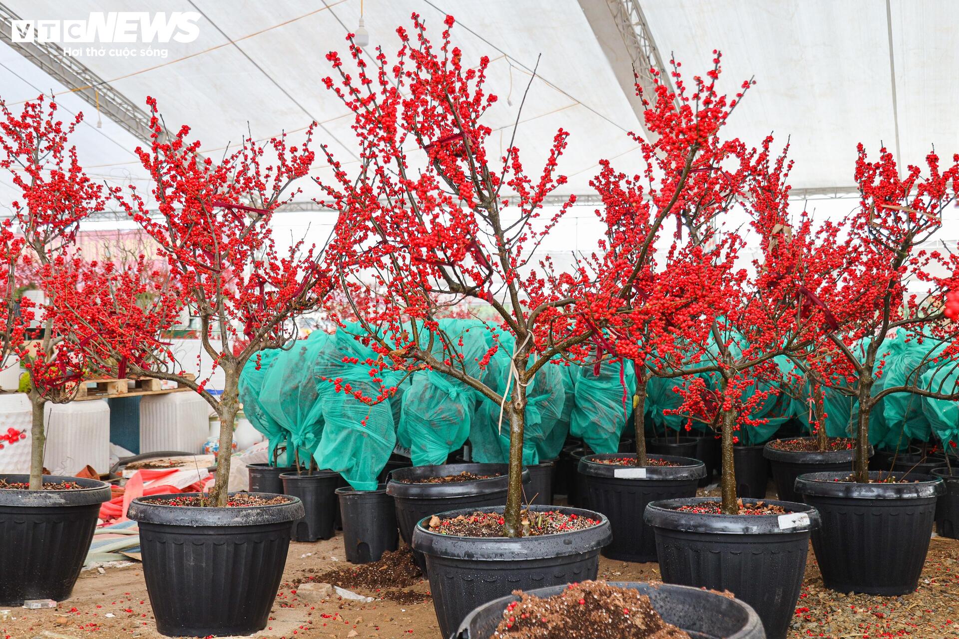 Hoa nhập độc lạ giá trăm triệu đồng, thú chơi Tết mới của nhà giàu Hà Nội - Ảnh 10