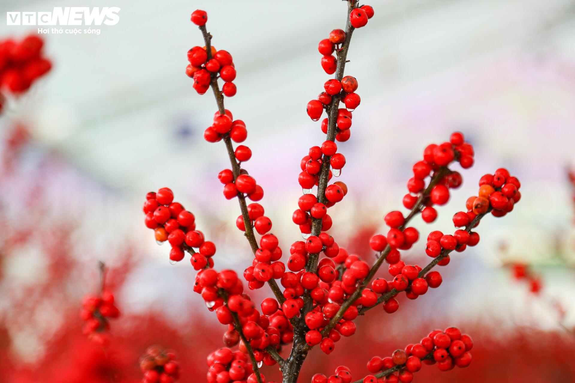 Hoa nhập độc lạ giá trăm triệu đồng, thú chơi Tết mới của nhà giàu Hà Nội - Ảnh 16