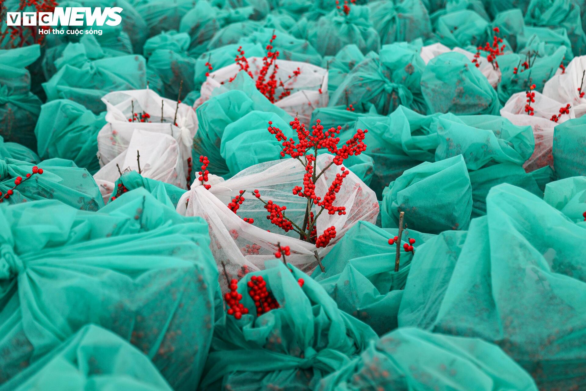 Hoa nhập độc lạ giá trăm triệu đồng, thú chơi Tết mới của nhà giàu Hà Nội - Ảnh 18