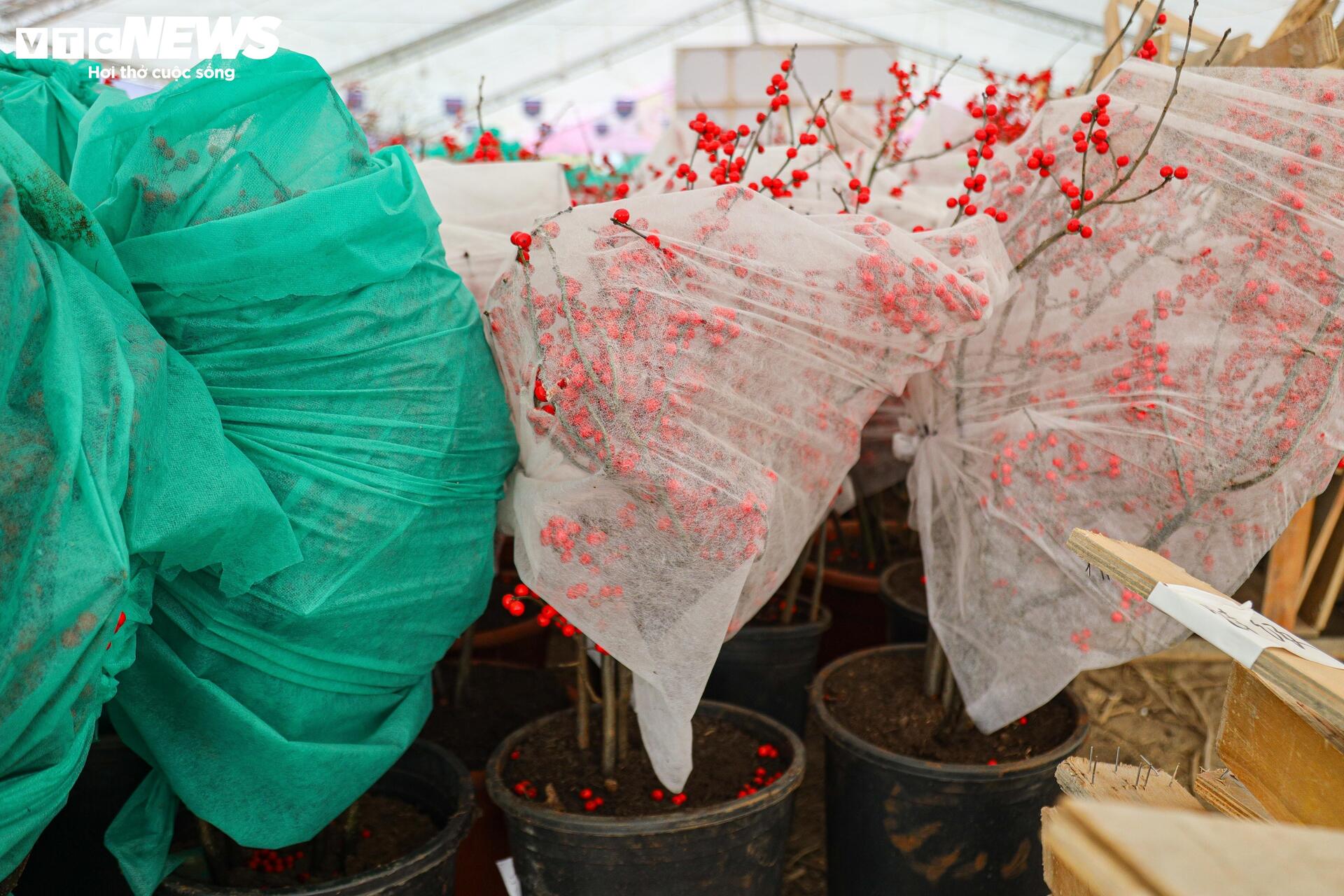 Hoa nhập độc lạ giá trăm triệu đồng, thú chơi Tết mới của nhà giàu Hà Nội - Ảnh 19