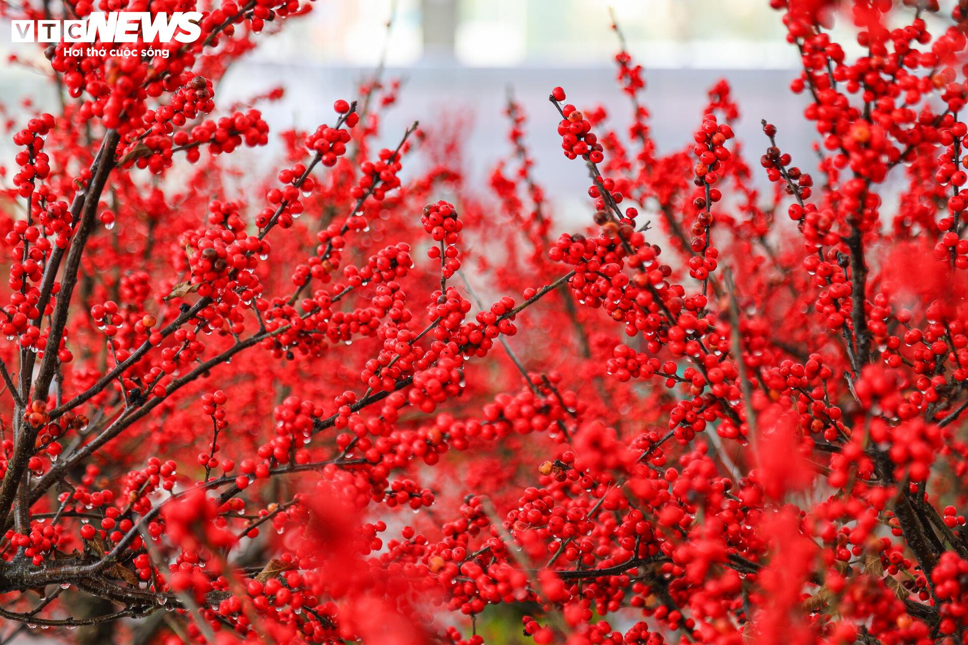 Hoa nhập độc lạ giá trăm triệu đồng, thú chơi Tết mới của nhà giàu Hà Nội - Ảnh 4