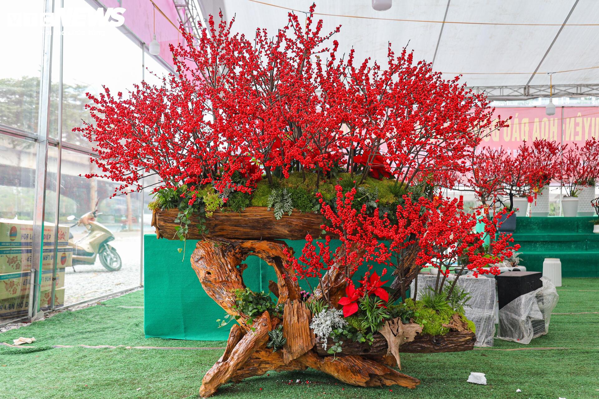 Hoa nhập độc lạ giá trăm triệu đồng, thú chơi Tết mới của nhà giàu Hà Nội - Ảnh 7