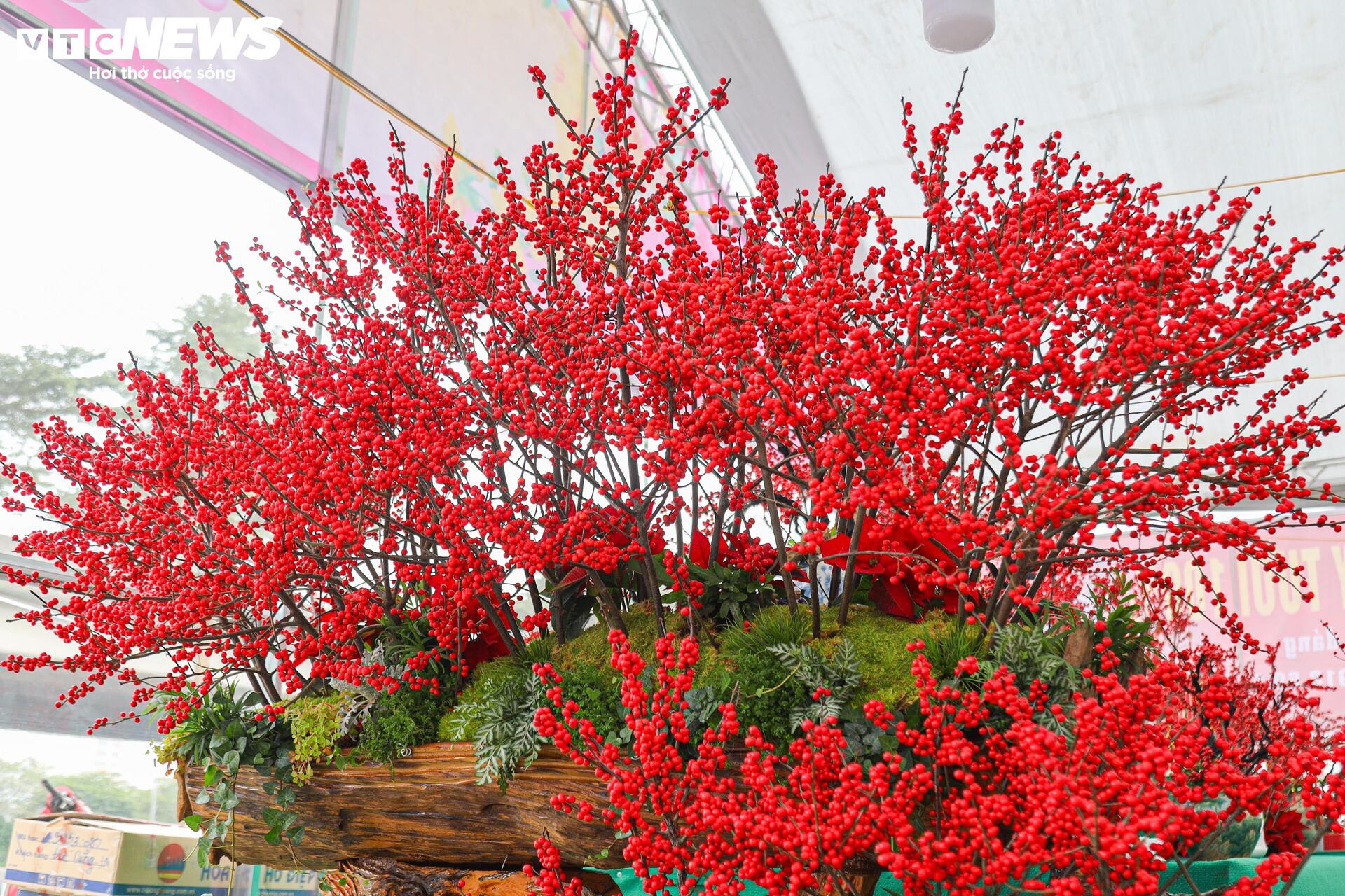 Hoa nhập độc lạ giá trăm triệu đồng, thú chơi Tết mới của nhà giàu Hà Nội - Ảnh 8