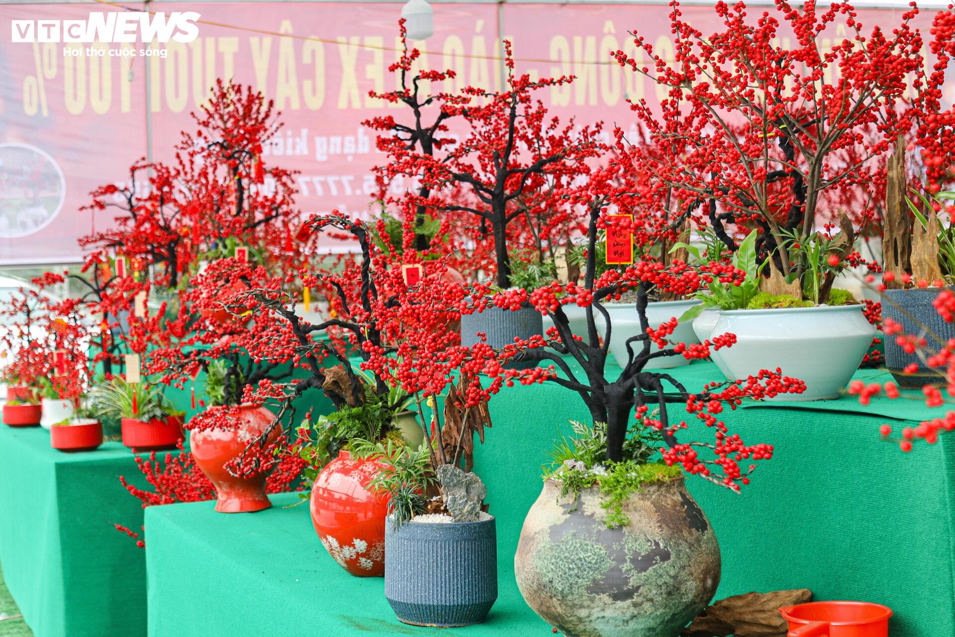 Hoa nhập độc lạ giá trăm triệu đồng, thú chơi Tết mới của nhà giàu Hà Nội - Ảnh 1