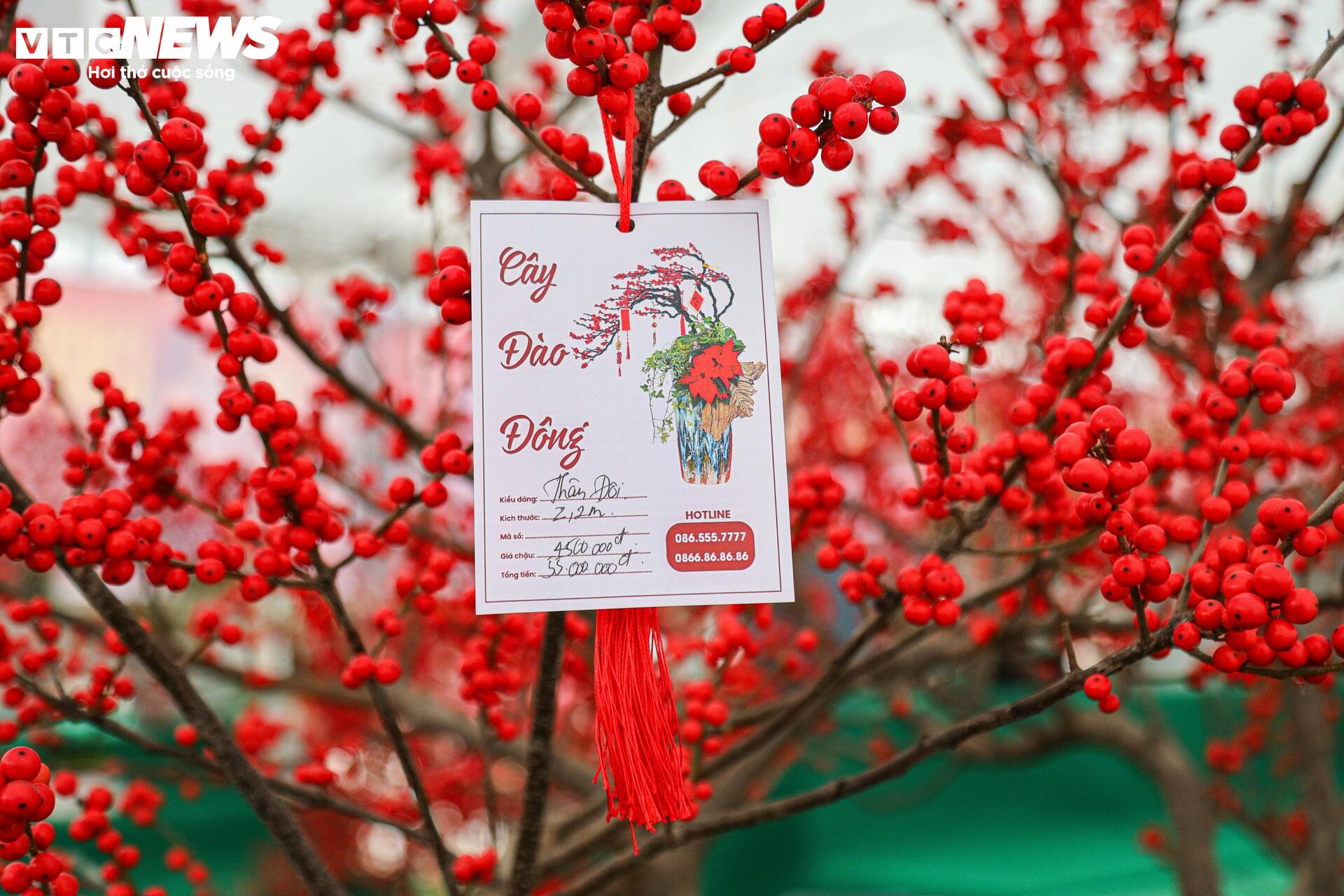 Hoa nhập độc lạ giá trăm triệu đồng, thú chơi Tết mới của nhà giàu Hà Nội - Ảnh 12