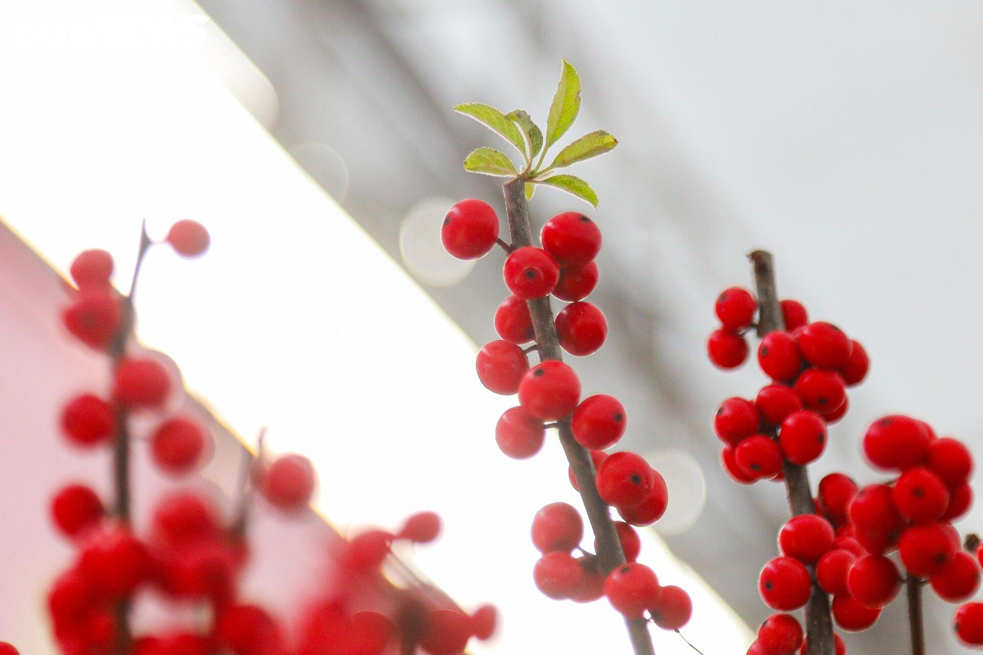 Hoa nhập độc lạ giá trăm triệu đồng, thú chơi Tết mới của nhà giàu Hà Nội - Ảnh 17