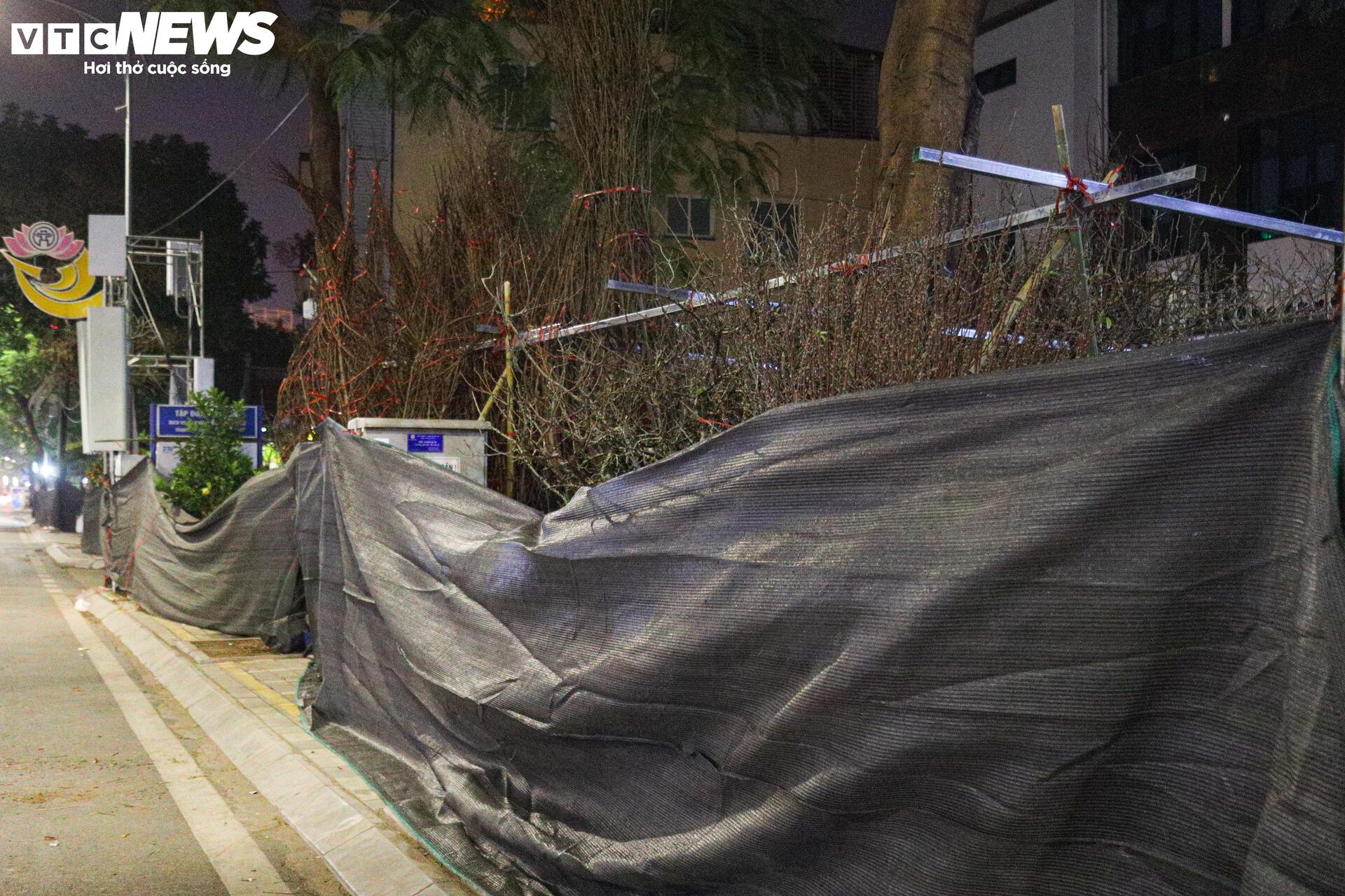 Thâu đêm trông đào quất Tết, tiểu thương gồng mình chịu giá rét - Ảnh 6