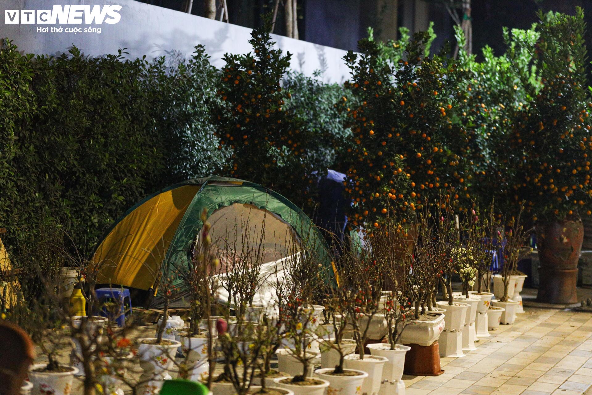 Thâu đêm trông đào quất Tết, tiểu thương gồng mình chịu giá rét - Ảnh 2