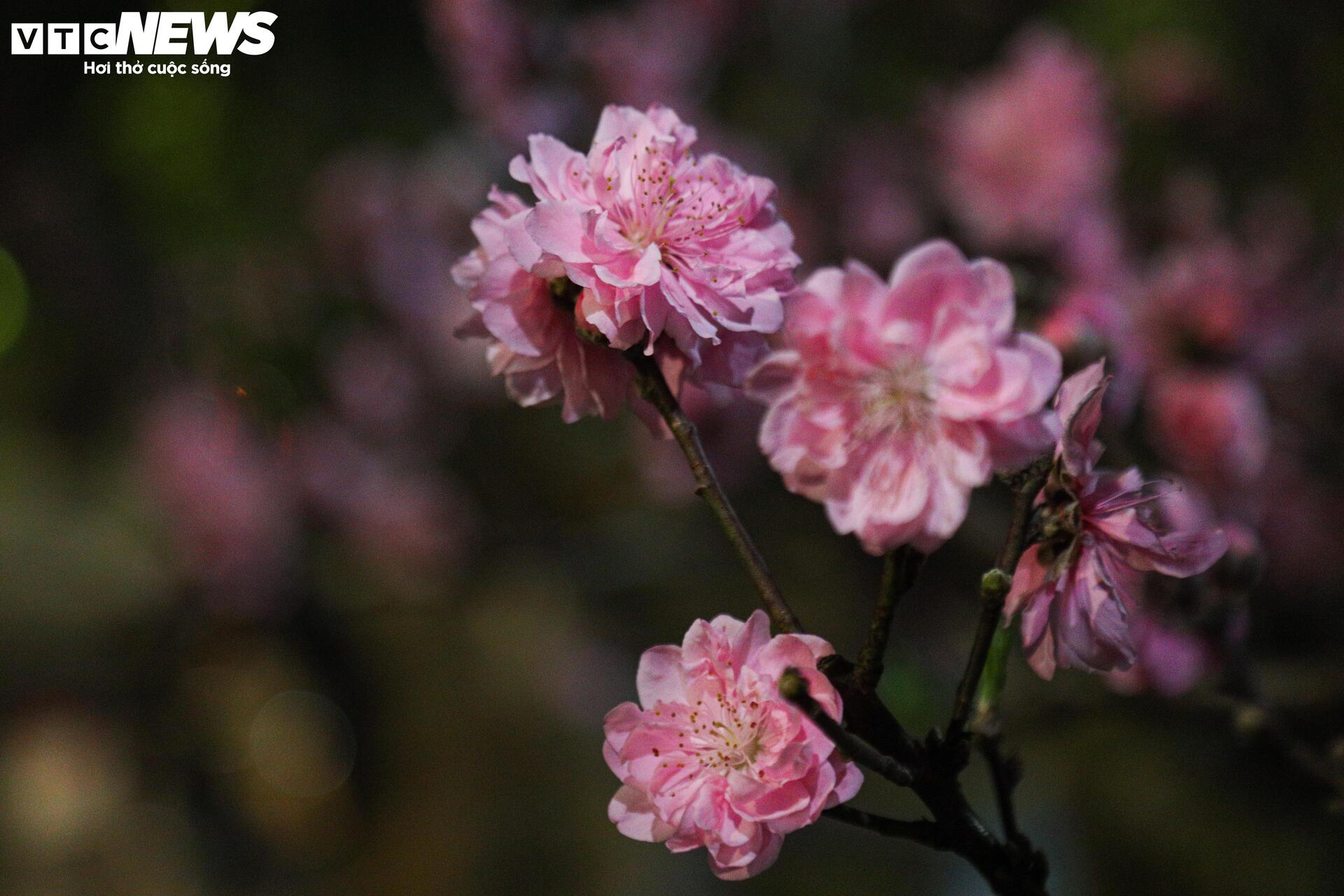 Thâu đêm trông đào quất Tết, tiểu thương gồng mình chịu giá rét - Ảnh 19