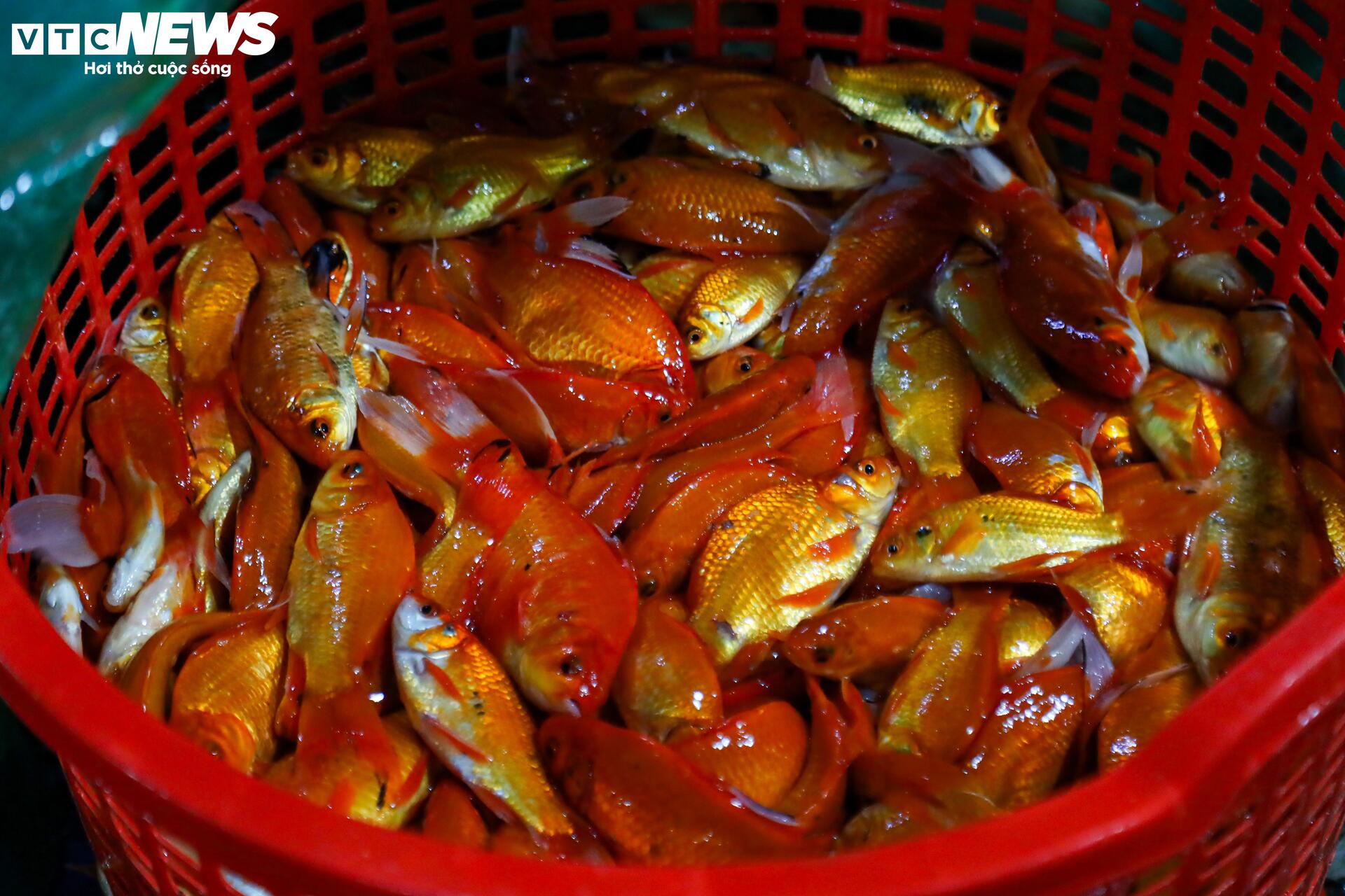 Xuyên đêm mua bán cá chép đỏ cho ngày cúng ông Công, ông Táo - Ảnh 10
