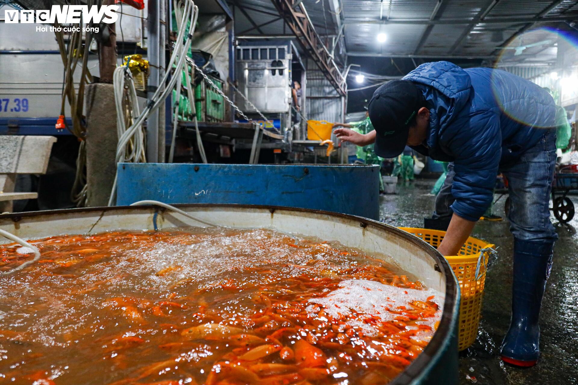 Xuyên đêm mua bán cá chép đỏ cho ngày cúng ông Công, ông Táo - Ảnh 6