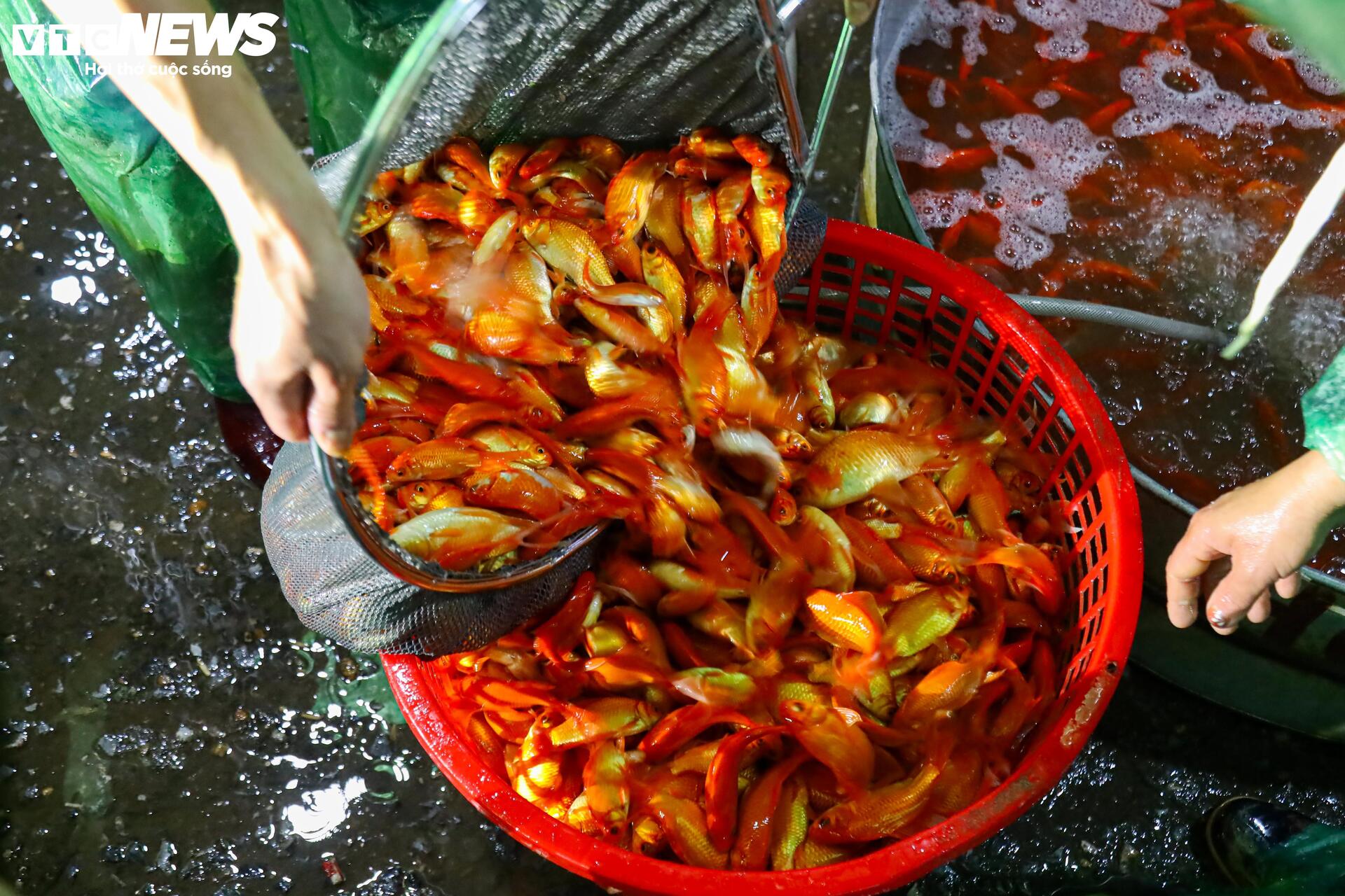 Xuyên đêm mua bán cá chép đỏ cho ngày cúng ông Công, ông Táo - Ảnh 5