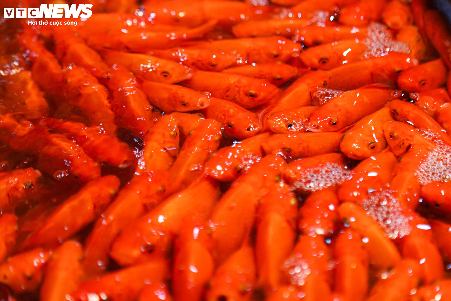 Xuyên đêm mua bán cá chép đỏ cho ngày cúng ông Công, ông Táo - Ảnh 7