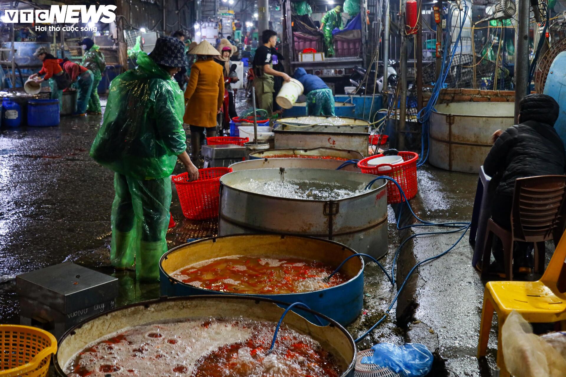 Xuyên đêm mua bán cá chép đỏ cho ngày cúng ông Công, ông Táo - Ảnh 2