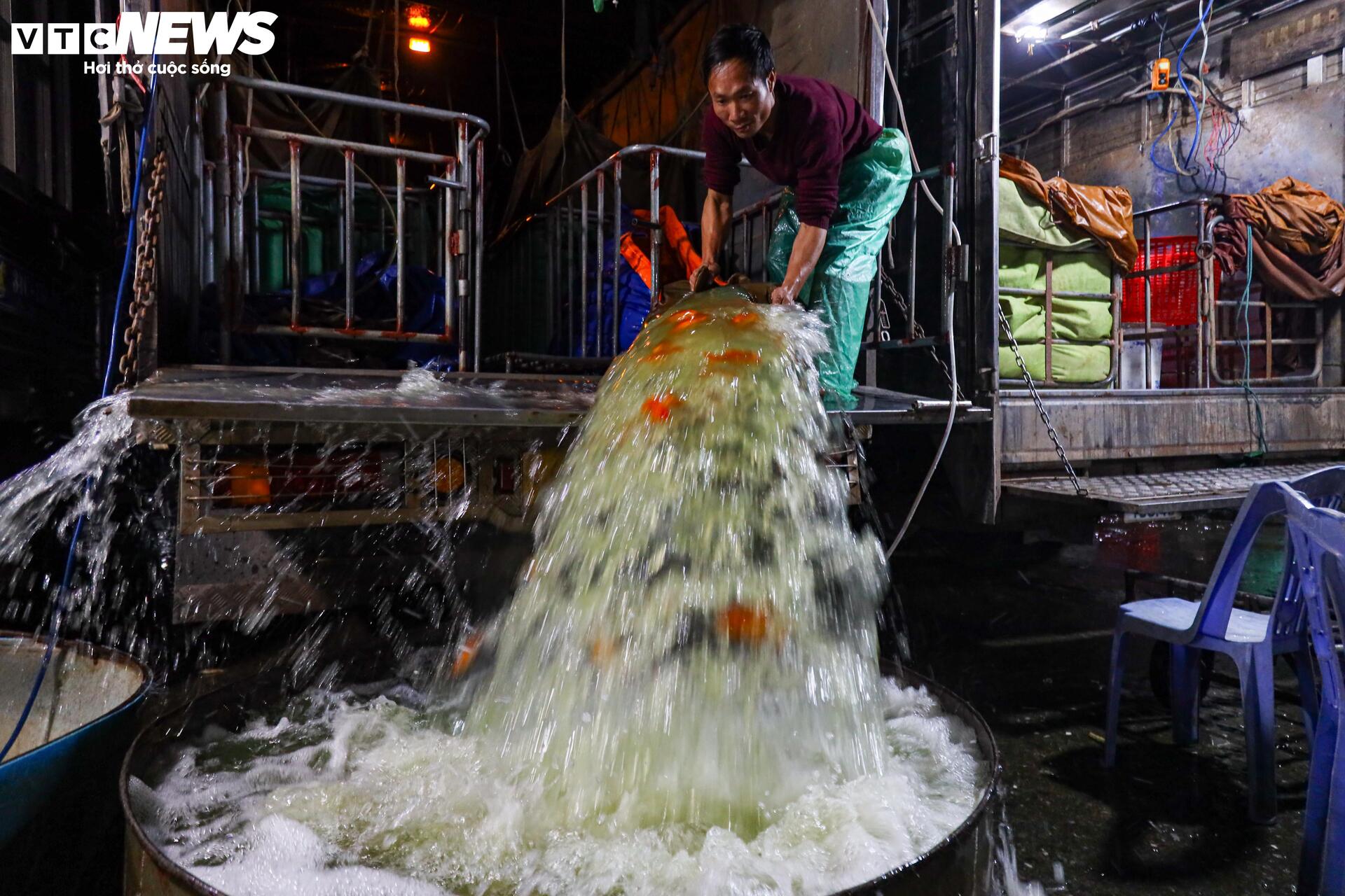 Xuyên đêm mua bán cá chép đỏ cho ngày cúng ông Công, ông Táo - Ảnh 3